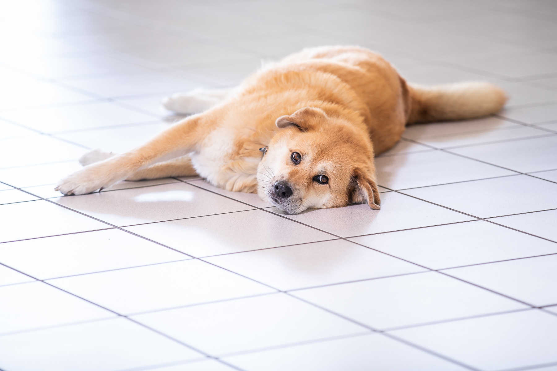 Ein Foto von einem goldgelben Hund, der auf dem Boden liegt und den Betrachter anschaut.