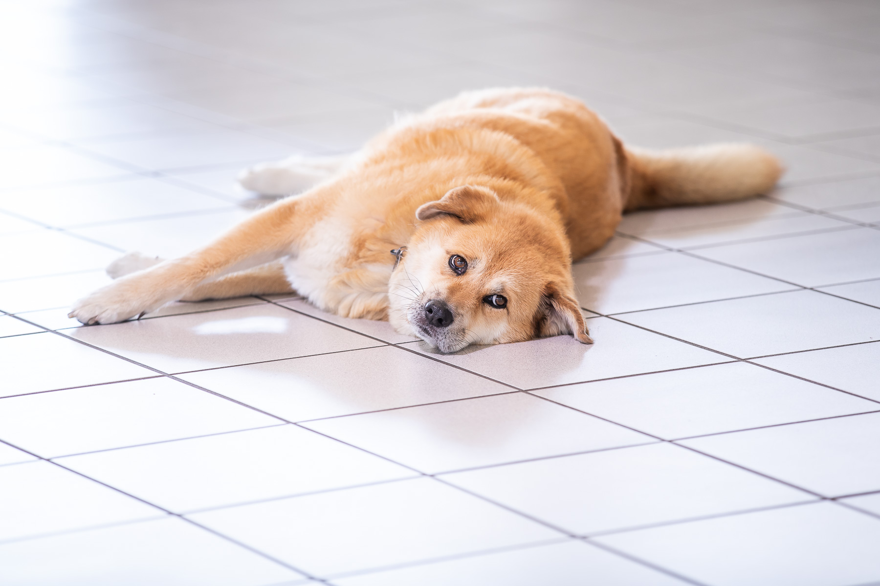Ein Foto von einem goldgelben Hund, der auf dem Boden liegt und den Betrachter anschaut.